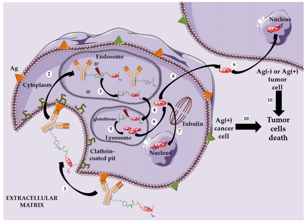 The Evolution of Antibody-Drug Conjugates (ADCs)