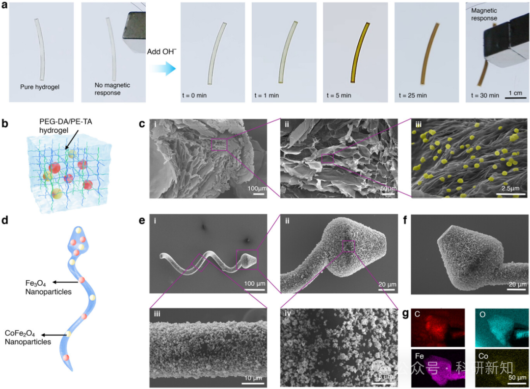 Research Update: 3D-Printed Hydrogel Microrobots with Integrated Magnetic Actuation, Magnetic Particle Imaging, and Magnetic Hyperthermia Functions