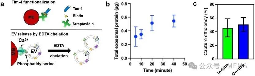 Digital Microfluidic Platform for Integrated Electrochemical Sensors: Automated Extraction and Detection of Extracellular Vesicles