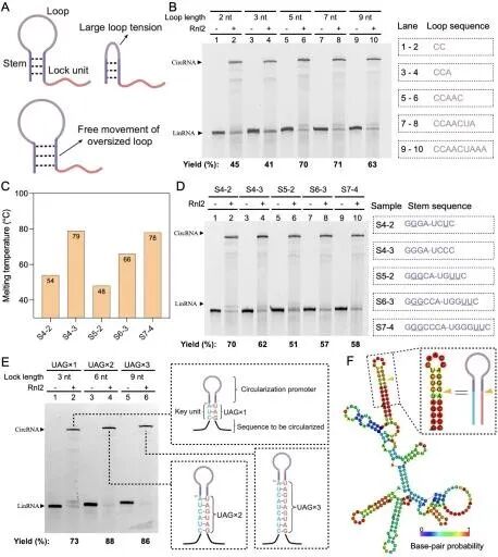 Literature Sharing | J. Am. Chem. Soc.: A Computationally Optimized Ribonucleic Acid Circularization Strategy without Byproducts