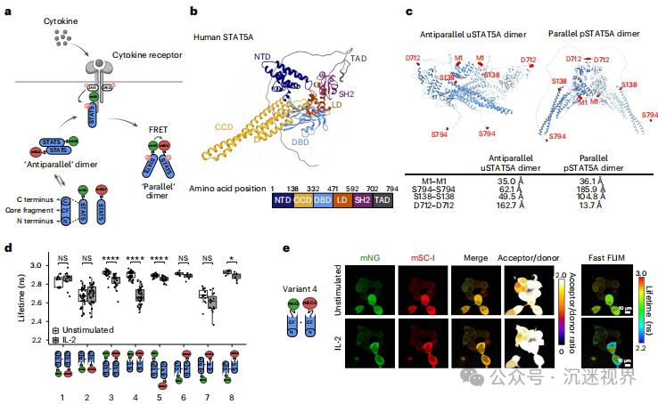 Gene-Encoded Biosensor STATeLights: A Breakthrough Tool for Real-Time Visualization of STAT Activation in Live Cells