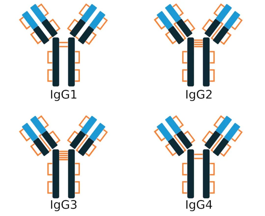 How to Apply ADC Coupling Strategies to Antibody-Conjugated LNPs?