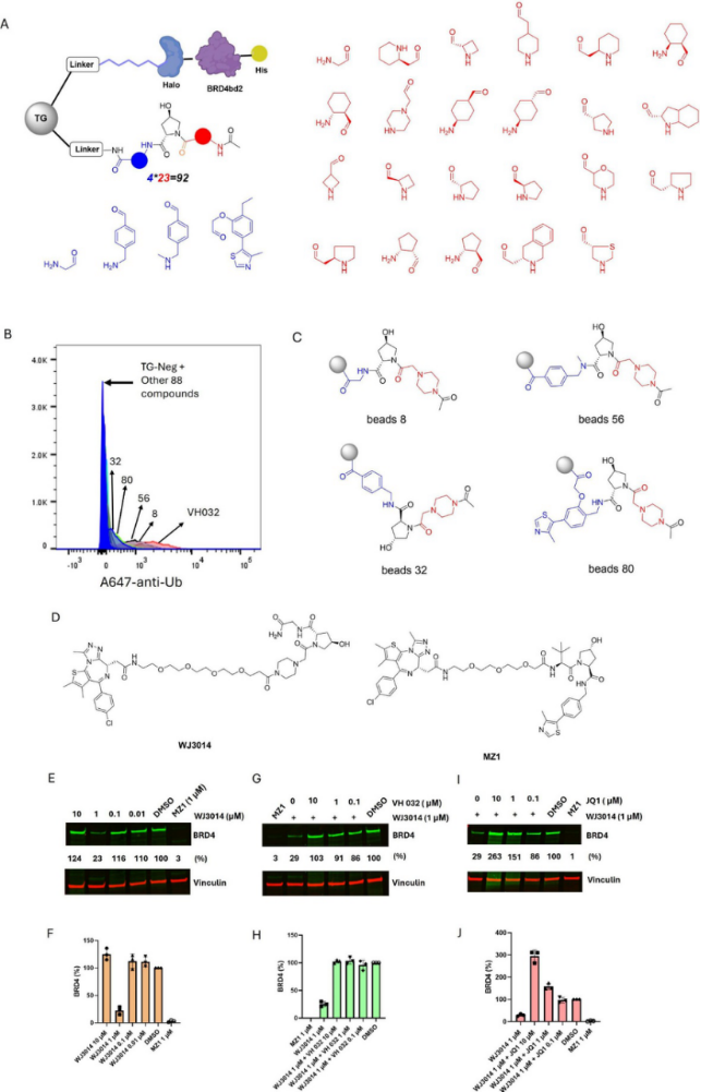 A Functional Assay for Mining Noninhibitory Enzyme Ligands from One Bead One Compound Libraries: Application to E3 Ubiquitin Ligases