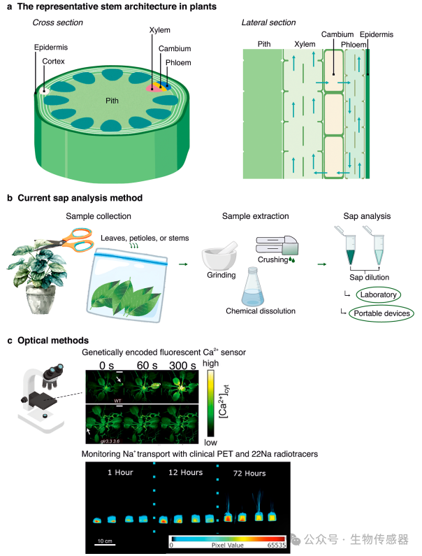 Microneedle Sensors for Plant Ion Monitoring: A Step Towards Smart Agriculture