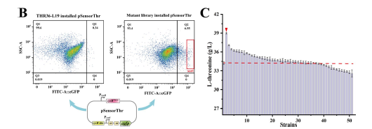 Biosensor Exploration: Enhancing L-Threonine Production in Escherichia coli