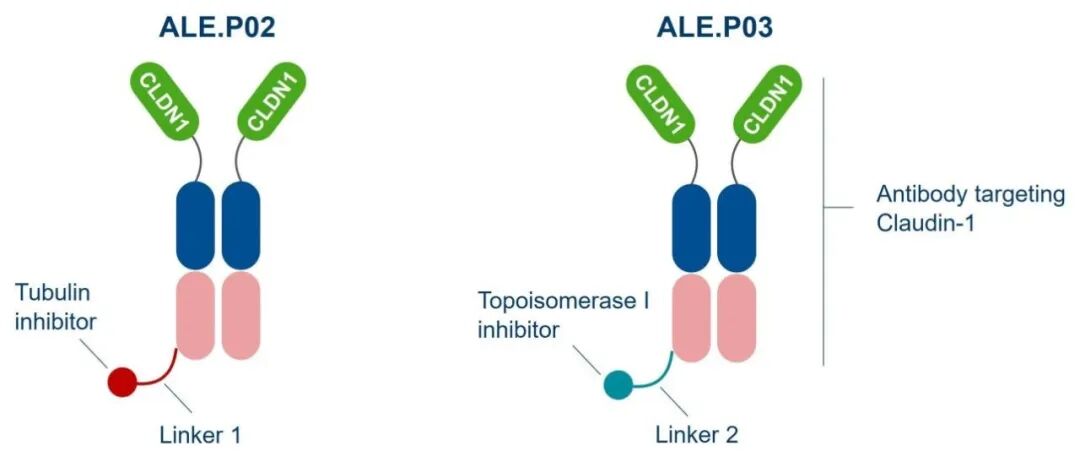 The Vast Potential of ADC Drugs: Autoimmunity, Infections, Metabolism, CNS, and More