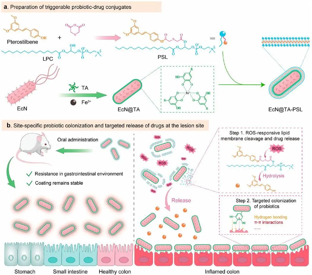Probiotic–Drug Conjugates Achieve Synchronized Site-Specific Probiotic Colonization and On-Demand Drug Release against Ulcerative Colitis and Its Complications