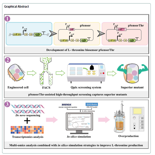 Biosensor Exploration: Enhancing L-Threonine Production in Escherichia coli