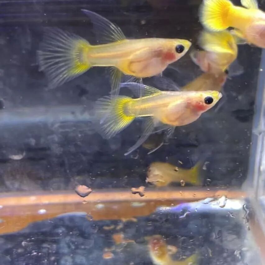 What Does 'Big C' Mean in Guppy Breeding?