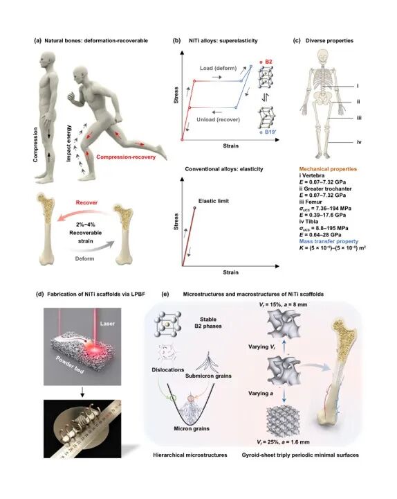 Extreme Manufacturing: City University of Hong Kong Develops 3D Printed Bone Scaffolds with Superelastic and Adjustable Properties