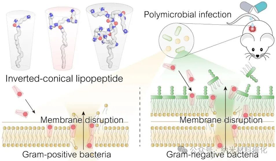 A Bioinspired Lipopeptide Surmounts Therapeutic Dilemmas of Gram-Positive and Gram-Negative Polymicrobial Infection