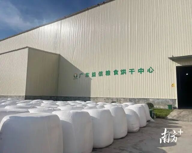 New Farmer Yu Yiyao: Injecting 'Smart Chips' into Modern Agriculture in Fengkai