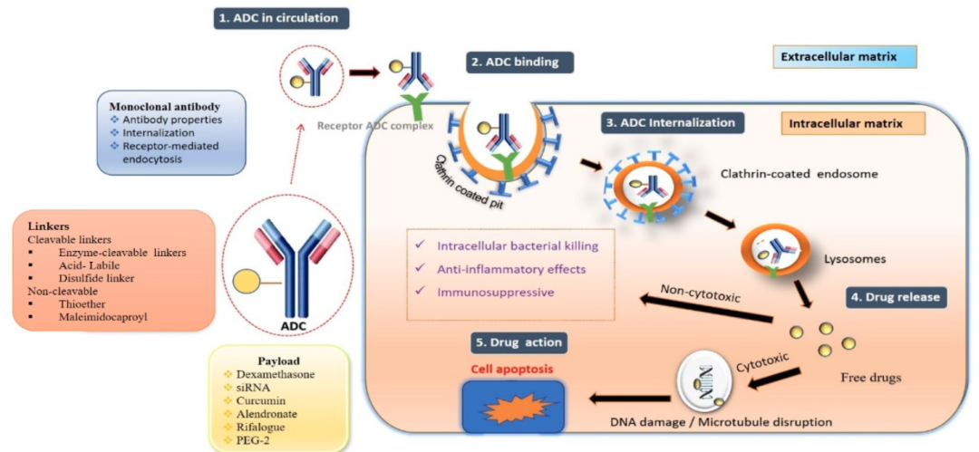 The Vast Potential of ADC Drugs: Autoimmunity, Infections, Metabolism, CNS, and More
