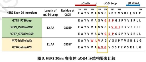 The αC-β4 Loop Structure of HER2 in Lung Cancer: Decoding the Key to Overcoming Resistance in Targeted Therapy
