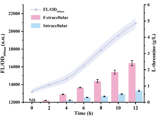 Biosensor Exploration: Enhancing L-Threonine Production in Escherichia coli
