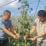 Strengthening the Awareness of the Chinese National Community: The 'Embedded' Vegetable Garden Yields 'Community' Fruits