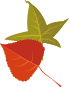 The Vitamin C Powerhouse of Fruits: Daily Consumption of Six to Seven for Strong Immunity and Liver Protection