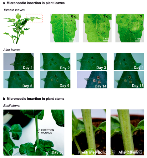 Microneedle Sensors for Plant Ion Monitoring: A Step Towards Smart Agriculture