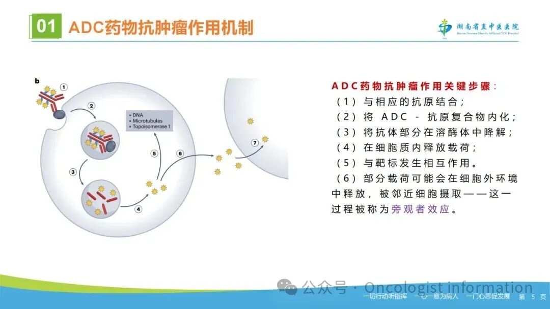 Identification and Management of Adverse Reactions to Antibody-Drug Conjugates (ADCs)