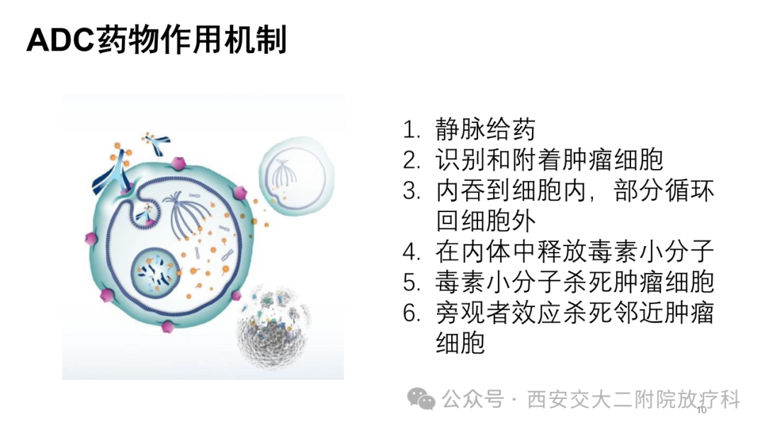 Advancements in the Application of ADC Drugs in Gynecological Malignancies