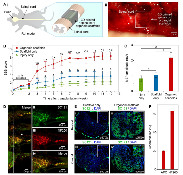 3D Printed Scaffolds Guide Spinal Organoid Formation, Promoting Nerve Regeneration and Functional Recovery After Spinal Cord Injury