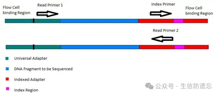 Upstream Linux Analysis of RNA-seq (Part 3) Data Cleaning with Trim Galore