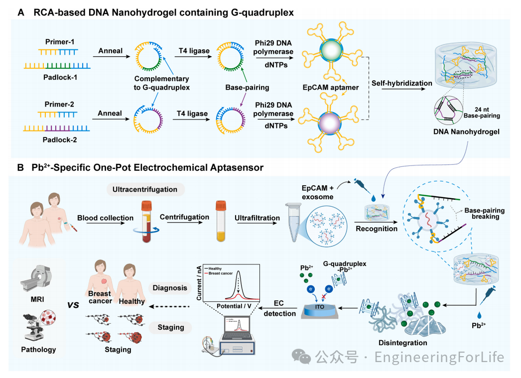 Exosome Aptamer Sensors for Staging Breast Cancer