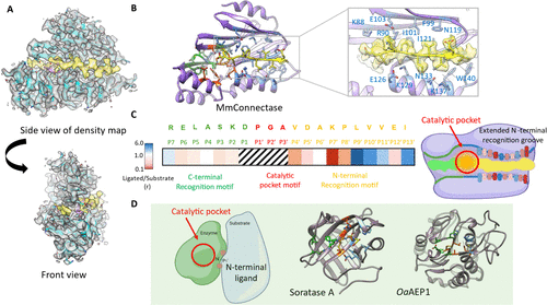Structural Basis of High-Precision Protein Ligation and Its Application