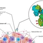 Revisiting the Complexity of ADCs