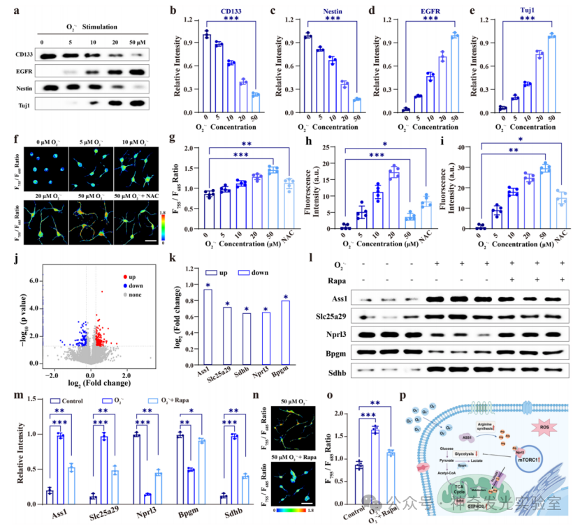 Revealing Dynamics of Arginine Metabolism in Neural Differentiation through Ratiometric Fluorescence Imaging