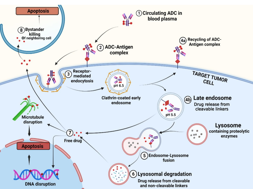 Antibody-Drug Conjugates in Cancer Therapy: Innovations, Challenges, and Future Directions