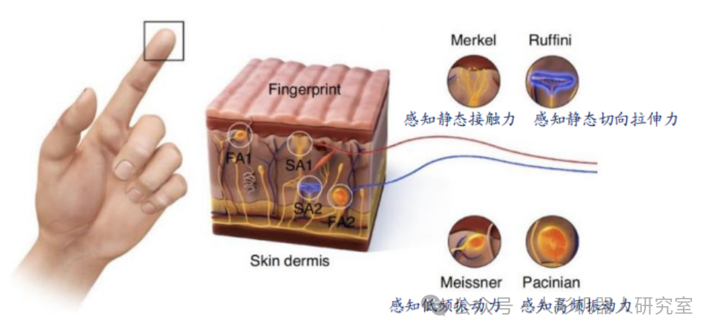 In-Depth Analysis of Sensors in Humanoid Robots (Six-Dimensional Sensing, Tactile, Visual, Auditory, Electronic Skin)