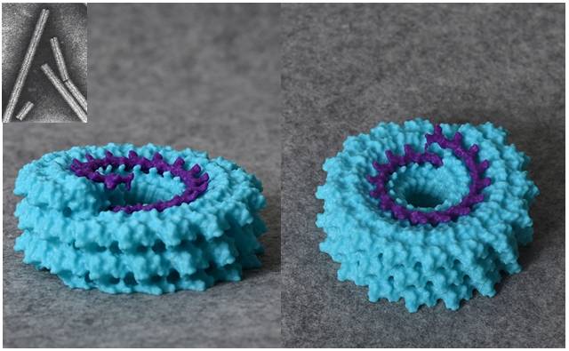 3D Printing of Viruses