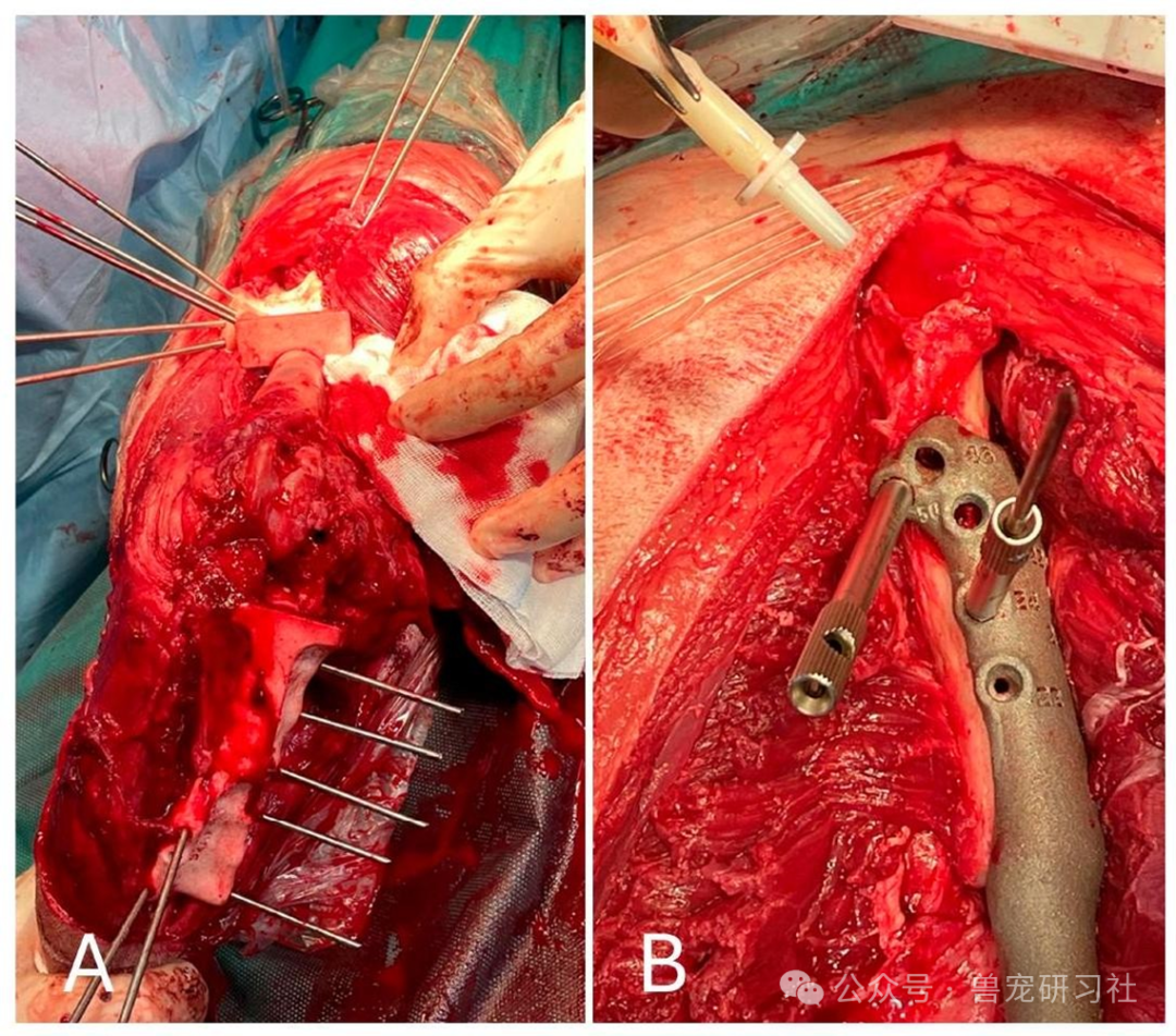 Golden Retriever Successfully Preserves Limb! 3D Printing and Precision Surgery Achieve Breakthrough in Chondrosarcoma Treatment