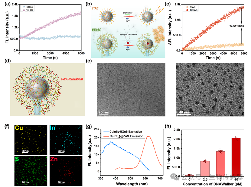 Wireless Cell Sensor Based on Bionic Dandelion Isothermal Amplification System for Ultra-Sensitive Detection of Circulating Tumor Cells