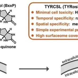 Ultrafast Tyrosinase-Mediated Biotinylation of Living Cell Surface Analysis Reveals Novel Cell Surface Proteins Responsible for Influenza A Virus Entry