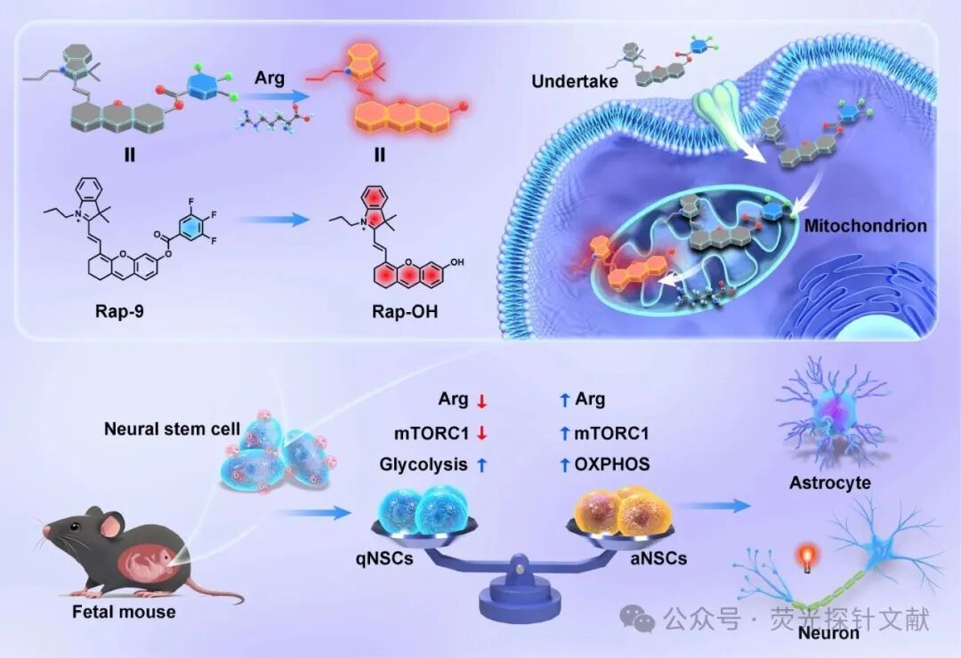 East China Normal University - Tian Yang: Revealing Dynamic Changes in Arginine Metabolism During Neuronal Differentiation Through Ratio Fluorescence Imaging