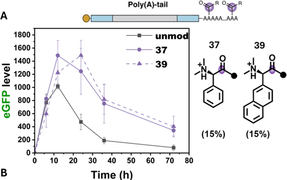 Localized 2'-OH Acylation at Poly(A) Extends RNA Translation