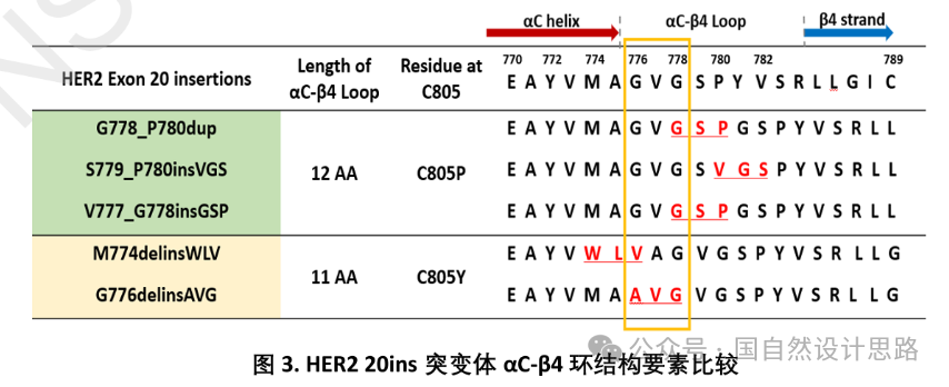 The αC-β4 Loop Structure of HER2 in Lung Cancer: Decoding the Key to Overcoming Resistance in Targeted Therapy