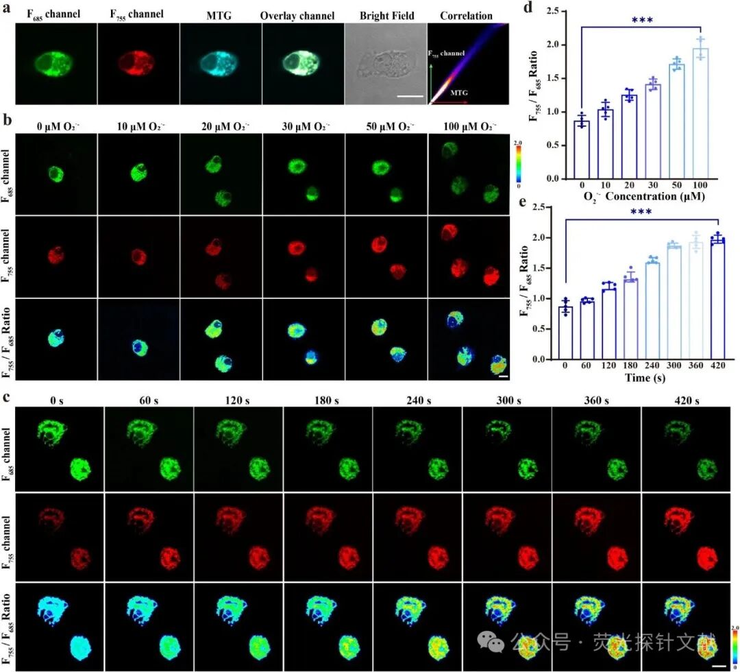 East China Normal University - Tian Yang: Revealing Dynamic Changes in Arginine Metabolism During Neuronal Differentiation Through Ratio Fluorescence Imaging