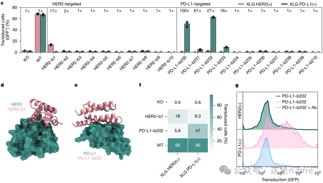 BindCraft: A One-Shot Protein Design Tool for Functional Protein Binders (Nature 2025)
