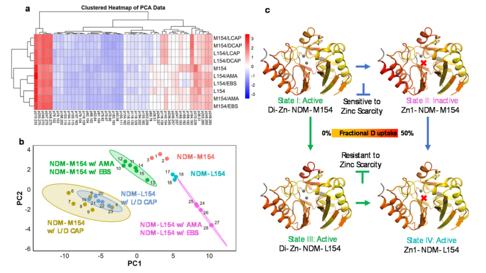 Inhibitor-Dependent Tolerance of New Delhi Metallo-β-Lactamase Driven by Single Mutation-Induced Conformational Changes