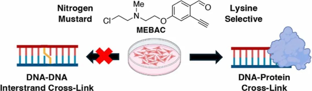 A Novel DNA-Protein Cross-Linking Chemical Probe Reveals the Source of Cytotoxicity from DPC