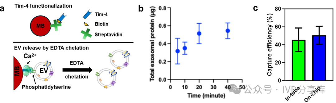 Digital Microfluidic Platform for Integrated Electrochemical Sensors: Automated Extraction and Detection of Extracellular Vesicles