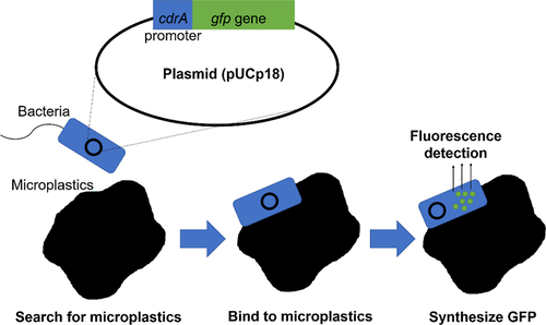 Breakthrough in Biosensors: Engineered Strains Achieve Rapid Detection of Microplastics