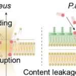 A Bioinspired Lipopeptide Surmounts Therapeutic Dilemmas of Gram-Positive and Gram-Negative Polymicrobial Infection