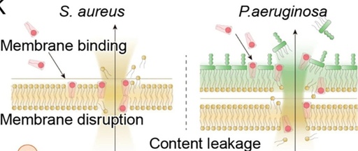 A Bioinspired Lipopeptide Surmounts Therapeutic Dilemmas of Gram-Positive and Gram-Negative Polymicrobial Infection