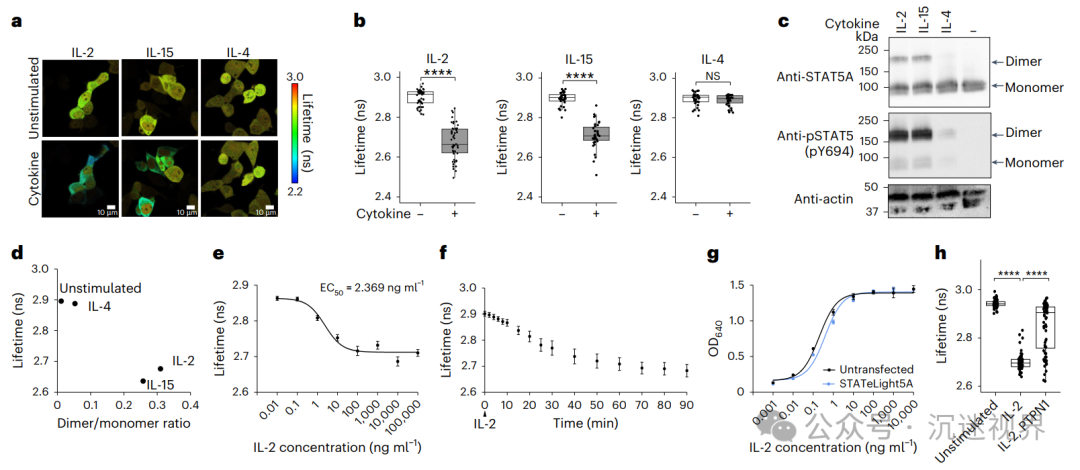 Gene-Encoded Biosensor STATeLights: A Breakthrough Tool for Real-Time Visualization of STAT Activation in Live Cells