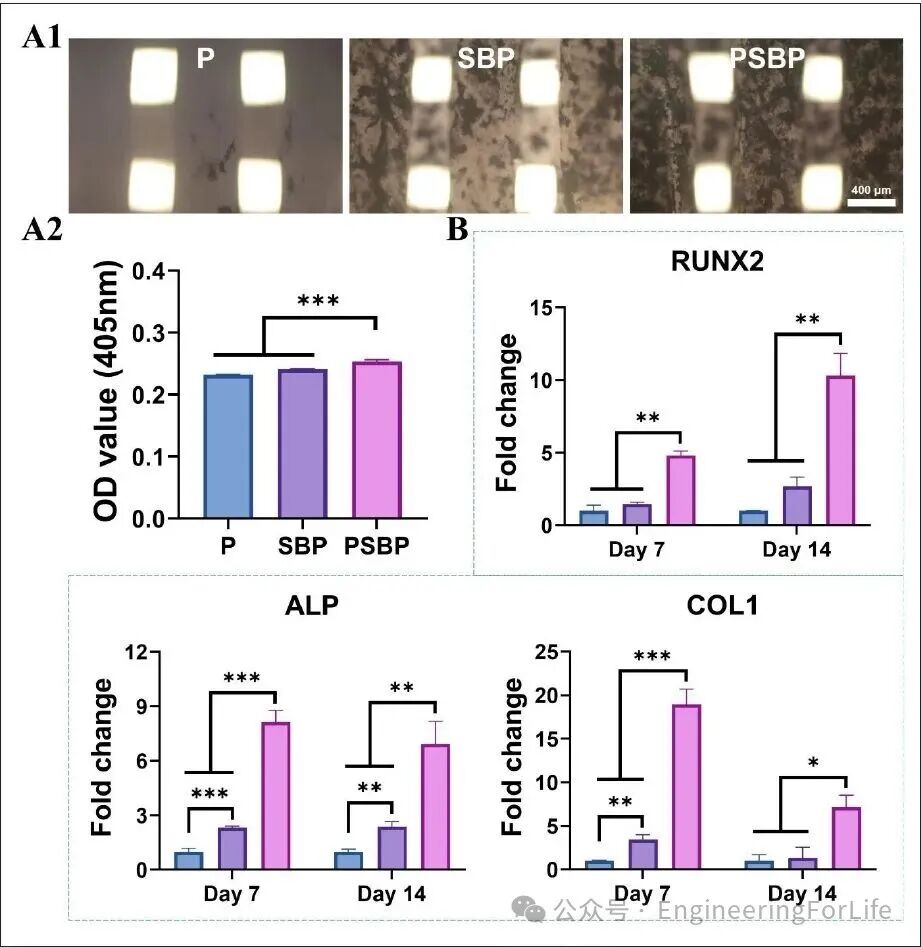 3D Printed Strontium-Doped Bioactive Glass/Polycaprolactone Scaffolds Enhance Immunomodulation and Bone Repair through Polydopamine Surface Modification