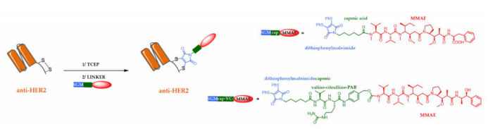 The Evolution of Antibody-Drug Conjugates (ADCs)